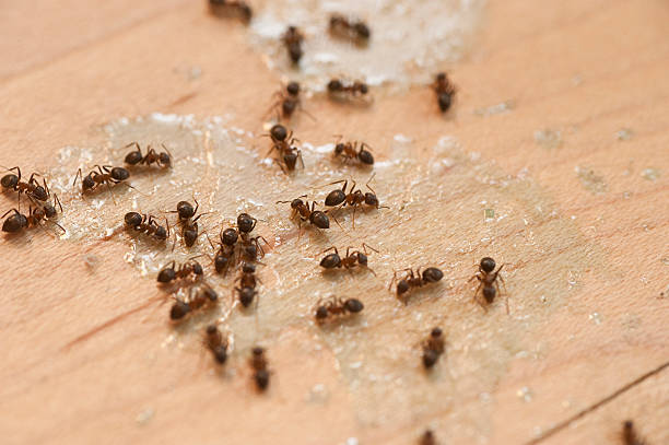 Best Local Pest Control Services  in Eagleview, PA